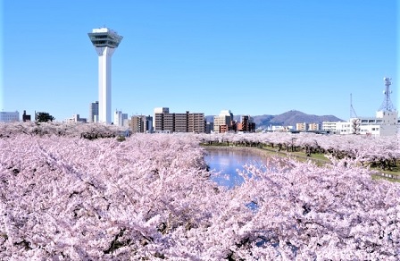 120230400-0500 函館桜ツアー (3)