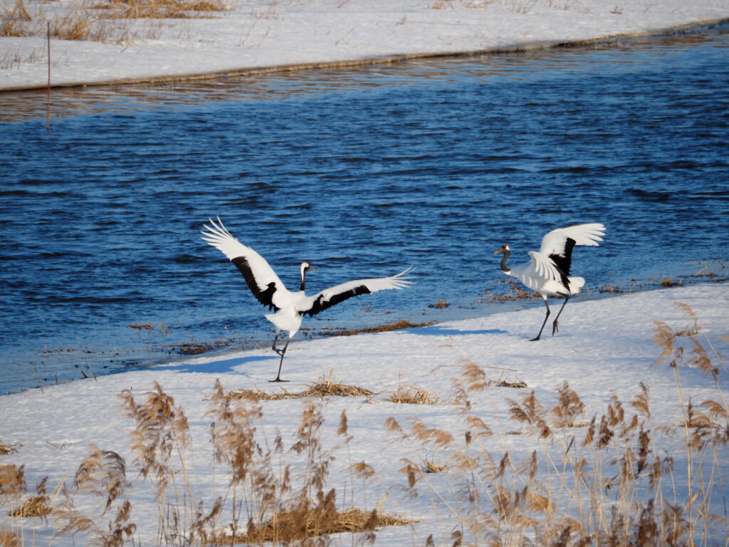 「長沼町~タンチョウも住めるまちづくり~」自然と食とモノづくりのまちを巡る第2弾