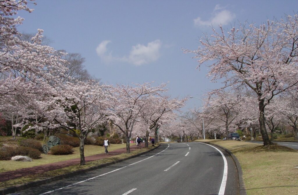 石狩厚田・モエレ沼公園の桜とロイズ工場見学