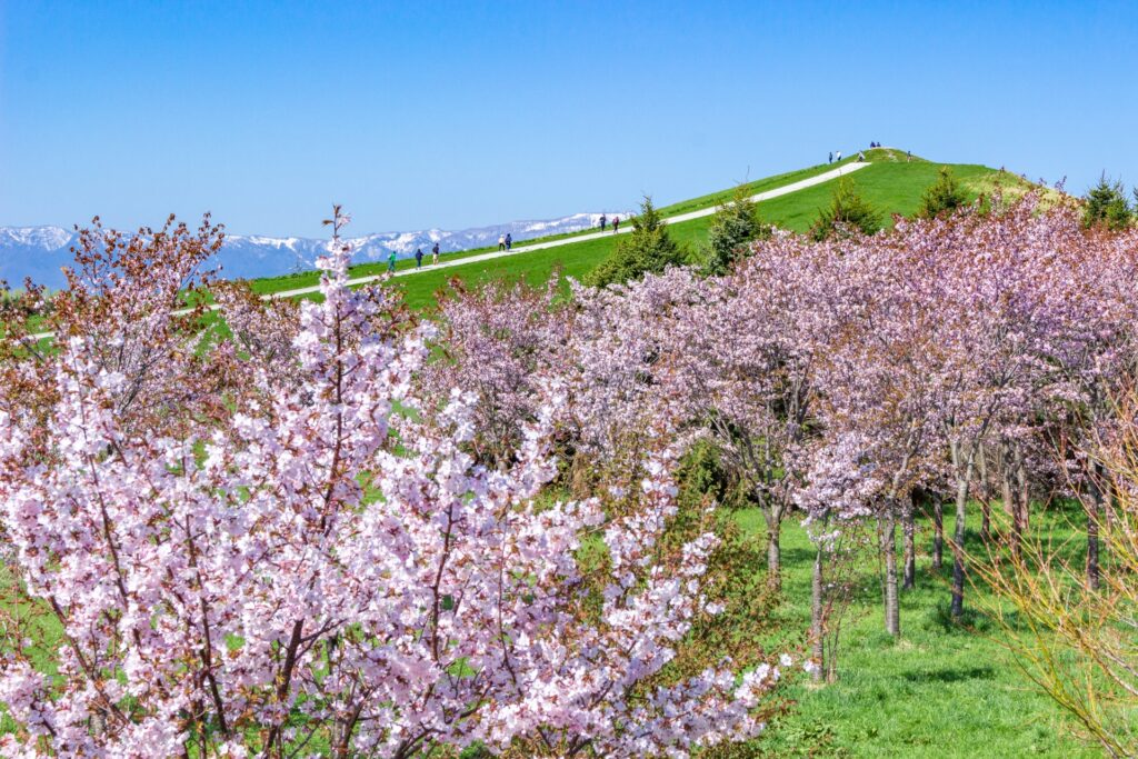 石狩厚田・モエレ沼公園の桜とロイズ工場見学