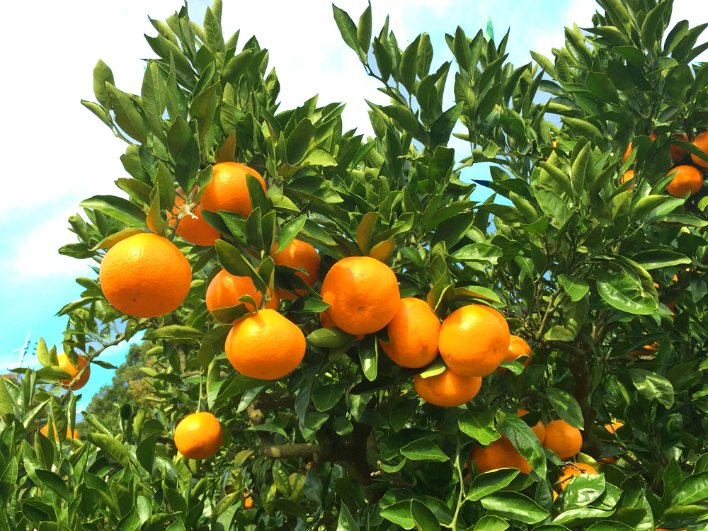 太平洋フェリーで行く 蒲郡みかん狩りと紅葉の岡崎城 ※みかん1kgお持ち帰り付き!