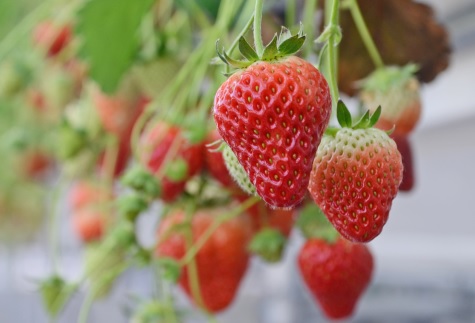 太平洋フェリーで行く　奥松島でいちご狩りと日本三大渓『嵯峨渓』遊覧3日間（※いちご１パックお持ち帰り付き）