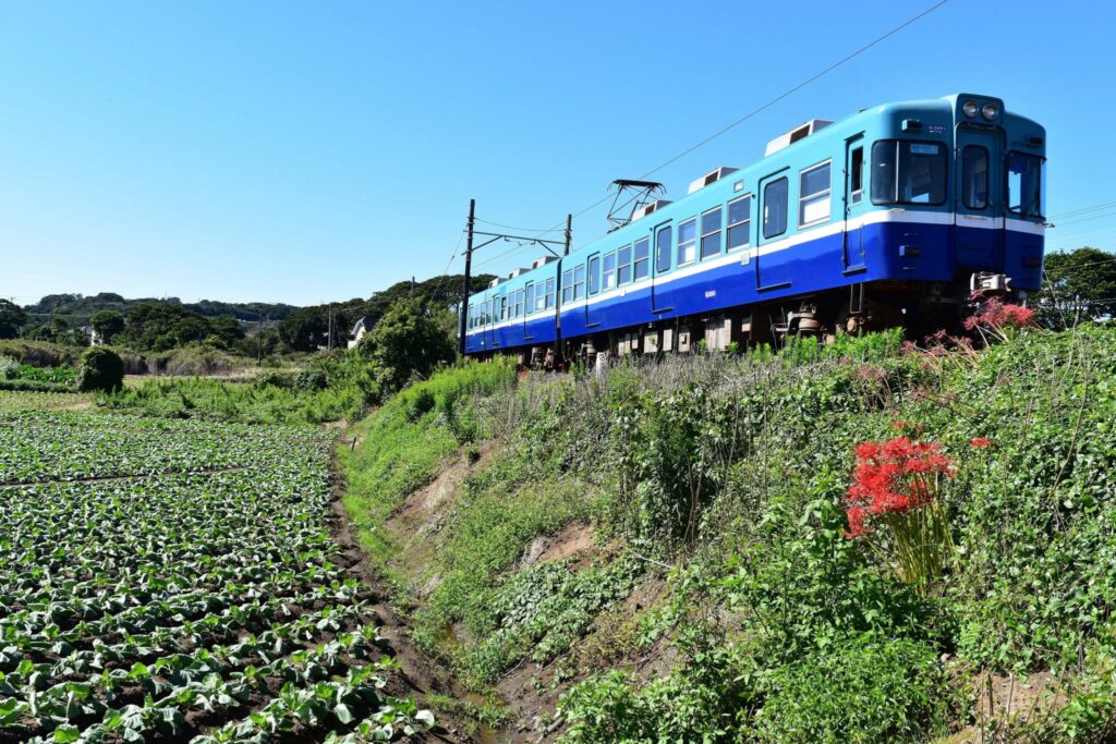 商船三井さんふらわあで行く!　　　　　　　　　　　　　　　　　　　　　　　　　　　　　　　　　　　　　ひたち海浜公園コキアと銚子電鉄乗車・東国三社の香取・鹿島神宮参拝