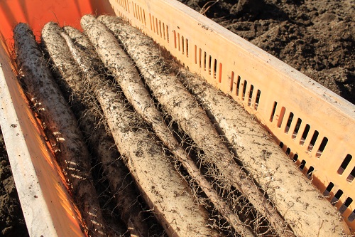 「そらち食の応援アンバサダー」佐藤麻美と行く!晩秋の南そらちバスツアー