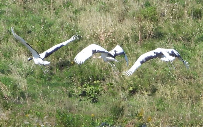 「長沼町～タンチョウも住めるまちづくり～」自然と食とモノづくりのまちを巡る
