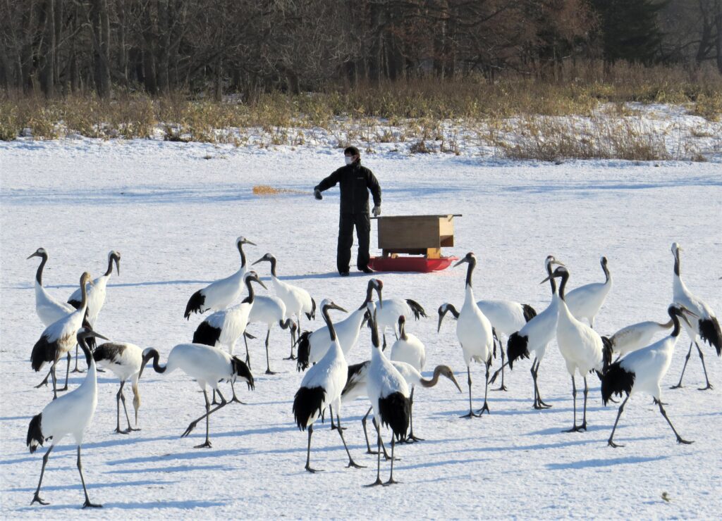 鶴居村タンチョウ観察ツアー　　　　　　　　　　　　　　　　　　　　～鶴居・伊藤タンチョウサンクチュアリ給餌と音羽橋・鶴見台の観察＆大石村長が語る「タンチョウと共生する美しい村づくり」～