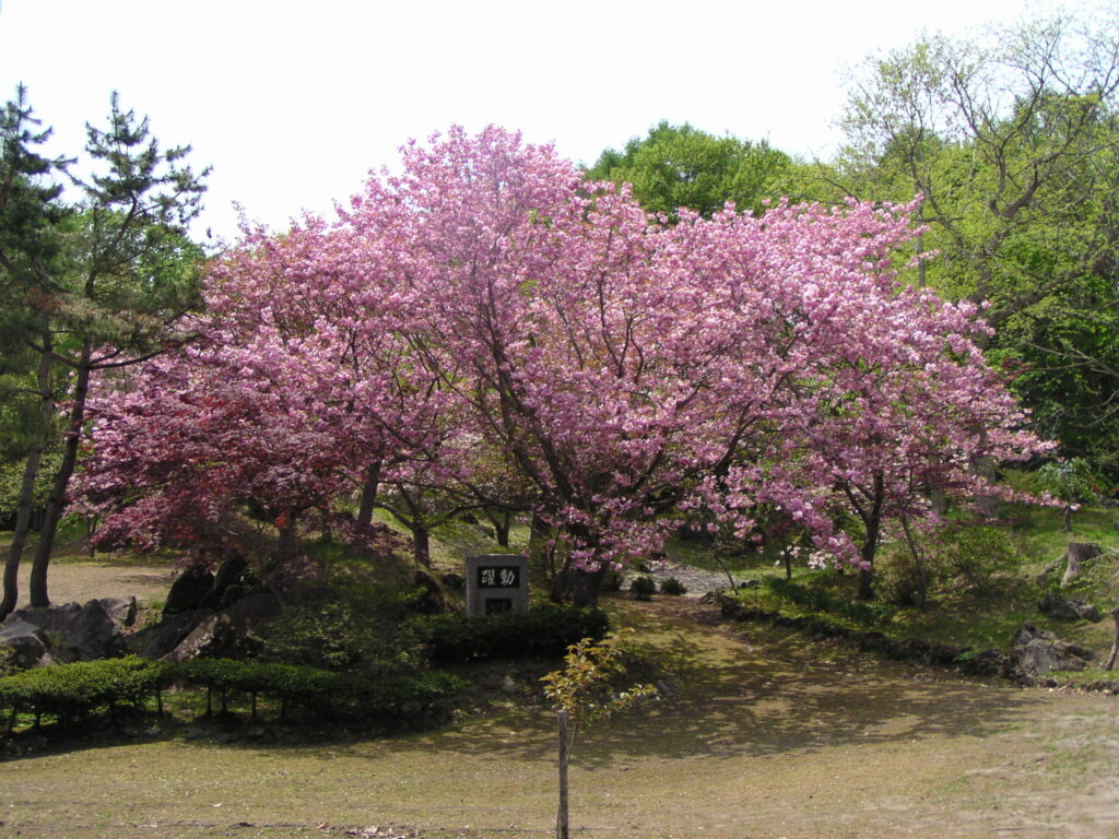 有珠善光寺の桜と縄文北黄金貝塚