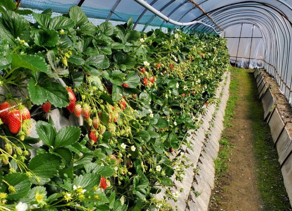 太平洋フェリーで行く!!春の味覚静岡石垣いちご狩りと静岡歴史めぐり