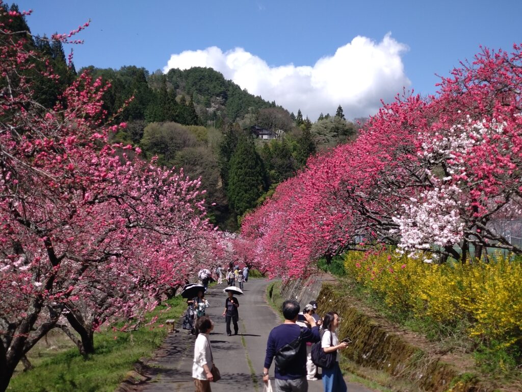 太平洋フェリーで行く 桃源郷阿智村「花桃の里」と水芭蕉群生地