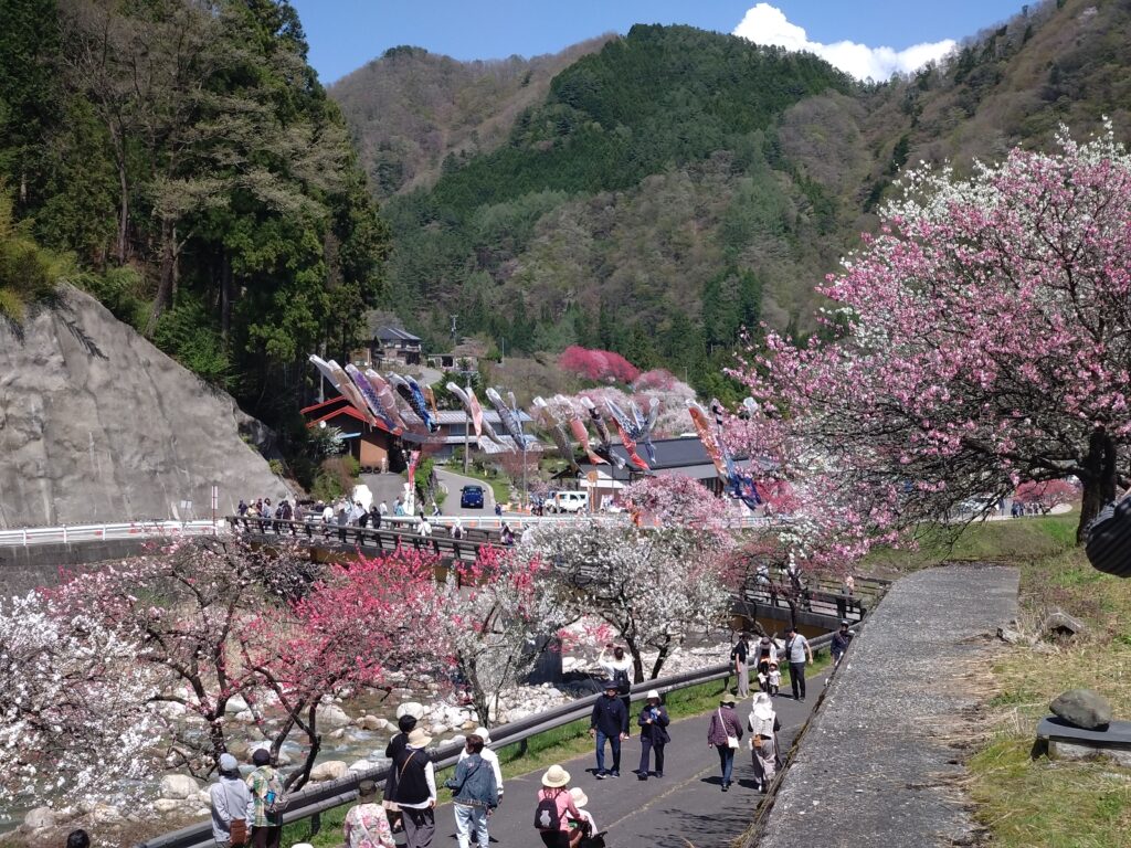 太平洋フェリーで行く 桃源郷阿智村「花桃の里」と水芭蕉群生地