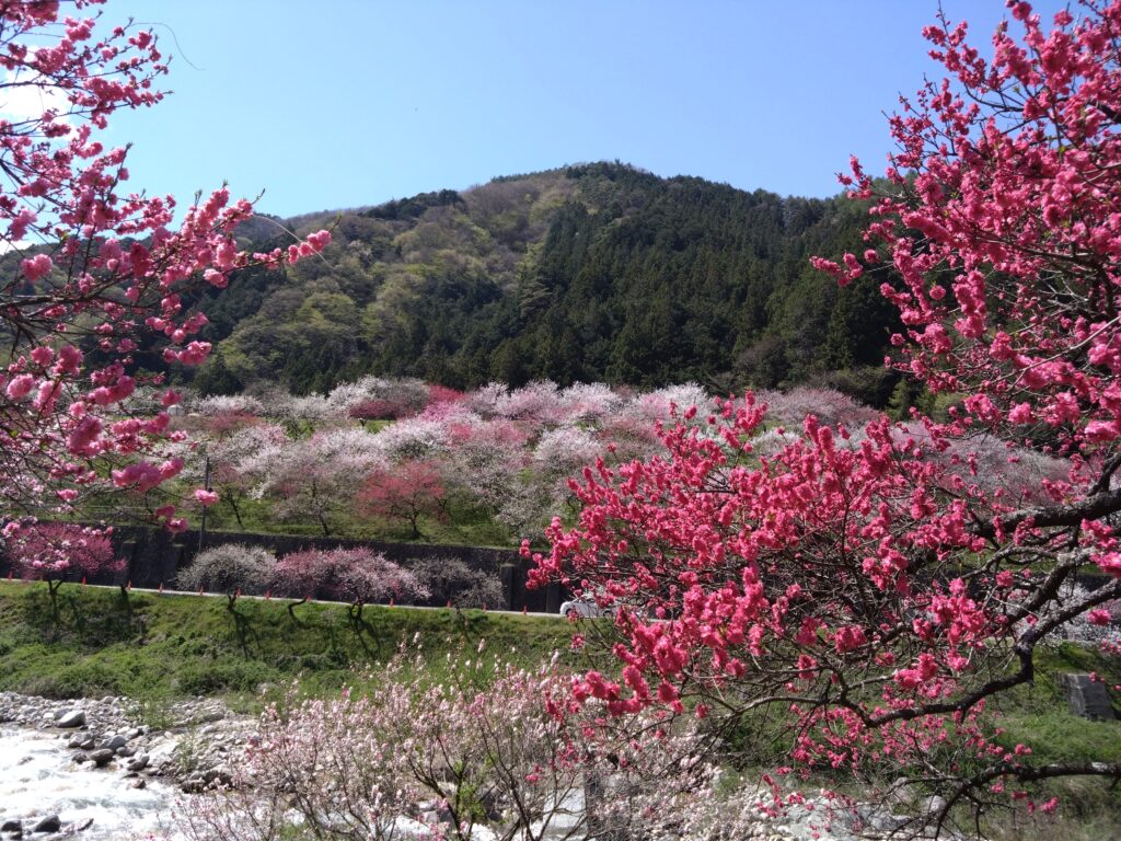 太平洋フェリーで行く 桃源郷阿智村「花桃の里」と水芭蕉群生地