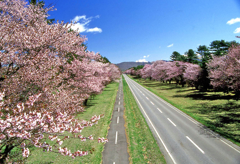 静内二十間道路さくら並木と優俊記念館