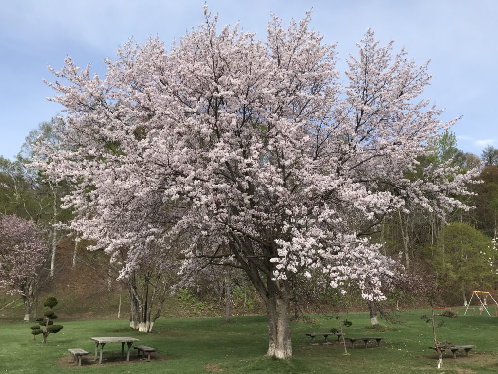 京極ふきだし公園の桜と縄文入江・高砂貝塚