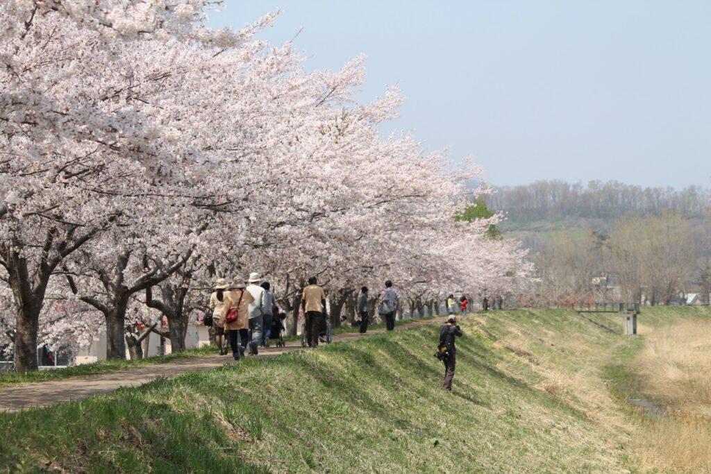 しりべしの桜名所と美食の髙島旅館