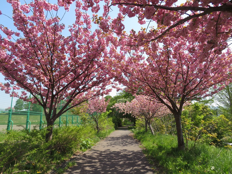 小樽の桜名所めぐりと船上ランチ