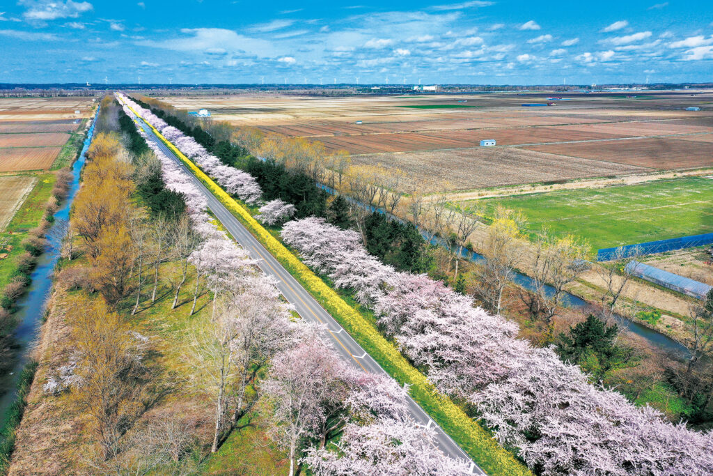 新日本海フェリーで行く！角館・大潟村・井川村の桜めぐり