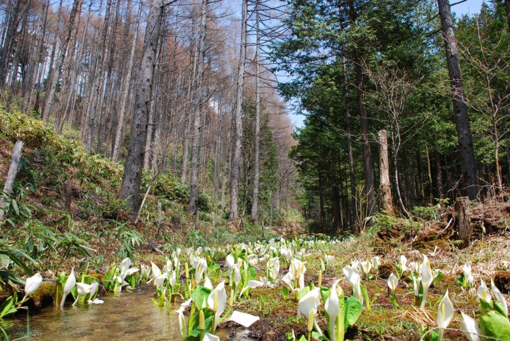 太平洋フェリーで行く 桃源郷阿智村「花桃の里」と水芭蕉群生地