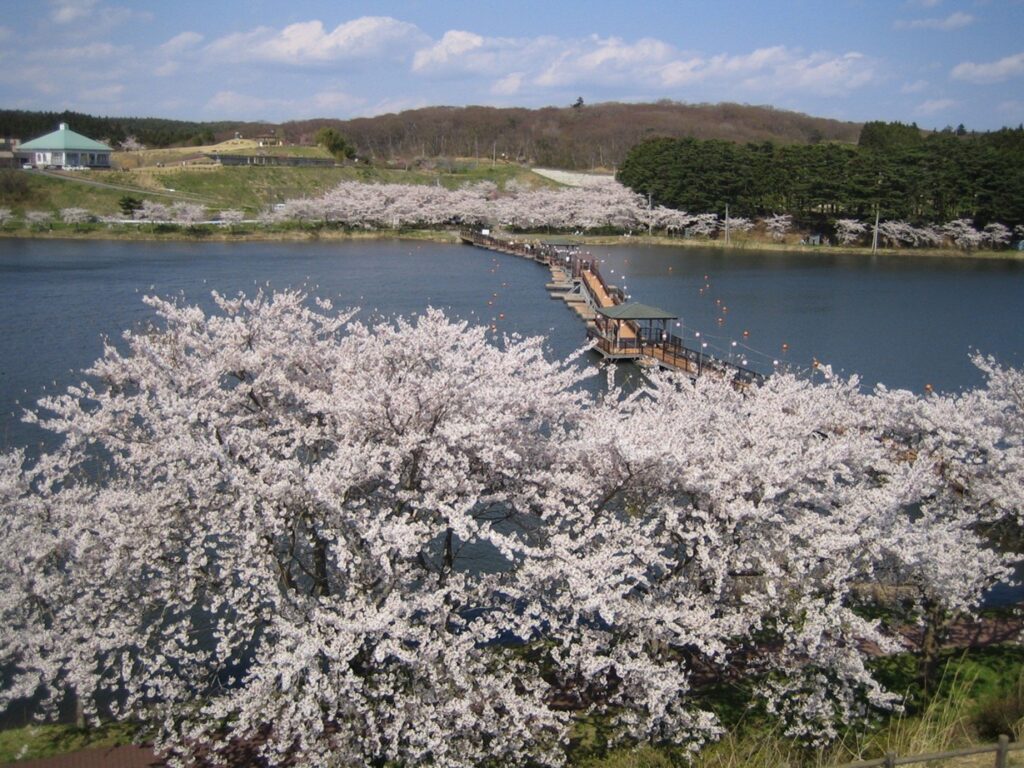 太平洋フェリーで行く　とよま（登米）の桜名所めぐり