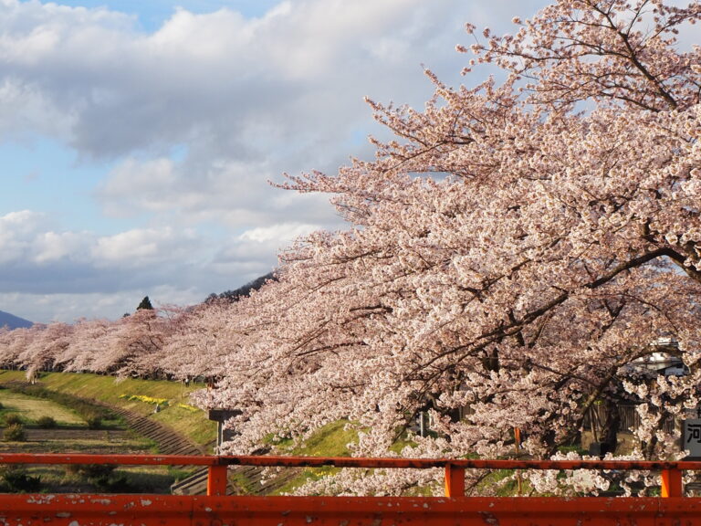 新日本海フェリーで行く！角館・大潟村・井川村の桜めぐり