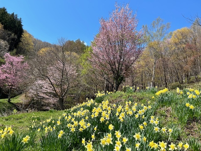 中空知の桜名所めぐり