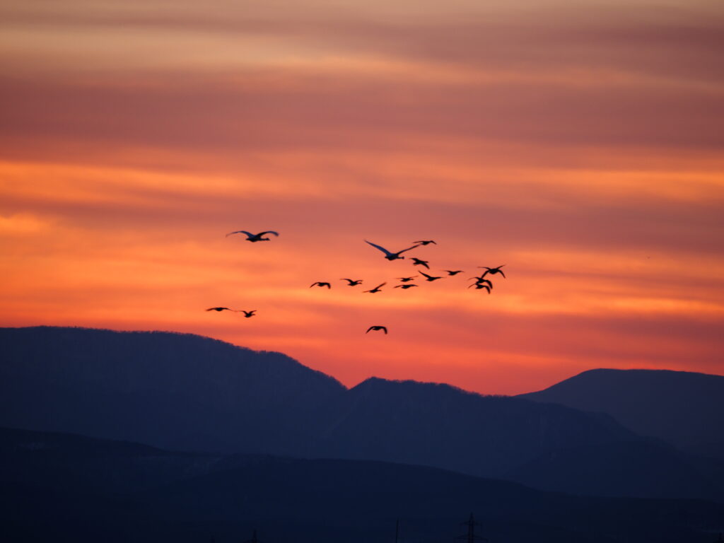 「長沼町~タンチョウも住めるまちづくり~」自然と食とモノづくりのまちを巡る第2弾
