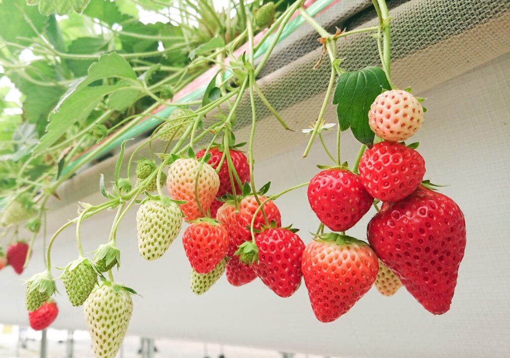 新潟満喫の旅！越後湯沢温泉に宿泊！いちご【越後姫】収穫体験・新発田城の桜・新潟市水族館