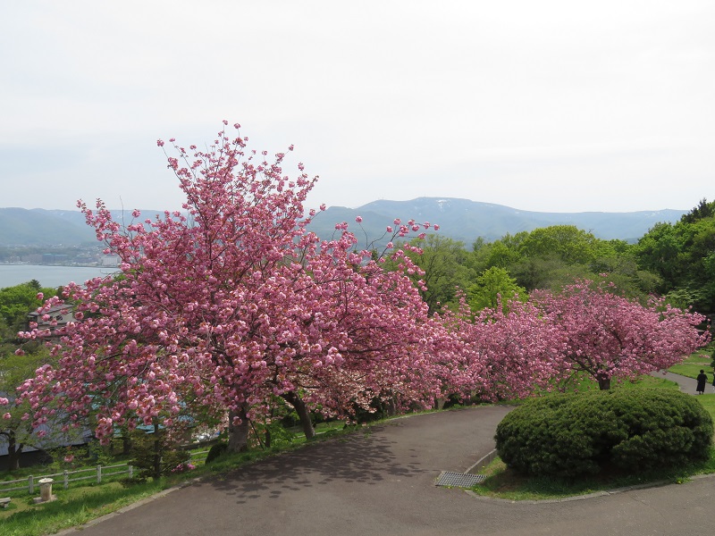 小樽の桜名所めぐりと船上ランチ