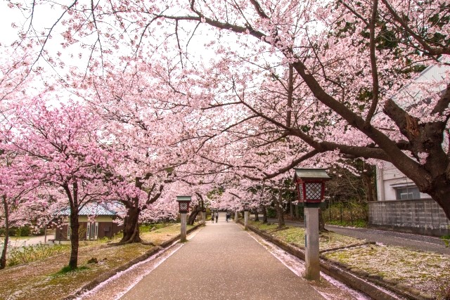 新潟満喫の旅！越後湯沢温泉に宿泊！いちご【越後姫】収穫体験・新発田城の桜・新潟市水族館