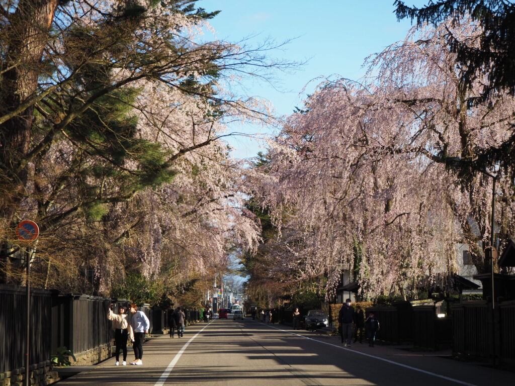 新日本海フェリーで行く！角館・大潟村・井川村の桜めぐり