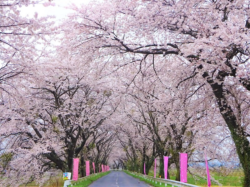 太平洋フェリーで行く　とよま（登米）の桜名所めぐり