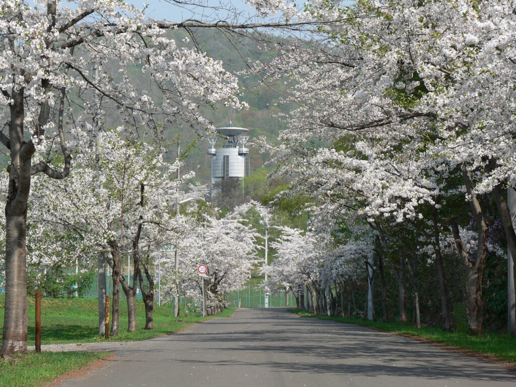 中空知の桜名所めぐり