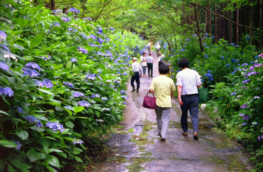 太平洋フェリーで行く!!　世界文化遺産登録15周年の中尊寺とみちのくあじさい園