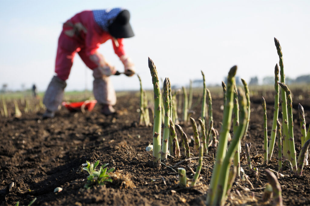 特別限定企画　　アスパラガスの収穫体験と美唄焼き鳥の名店「たつみ」でランチ