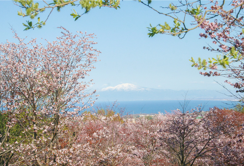 第42回ひがしもこと芝桜まつりと天都山エゾヤマザクラ見学